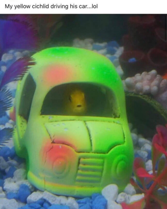caption in image says "yellow cichlid driving his car...lol" green car fishtank accessory at the bottom of a fishtank surrounded by sea pebbles with a yellow cichlid inside